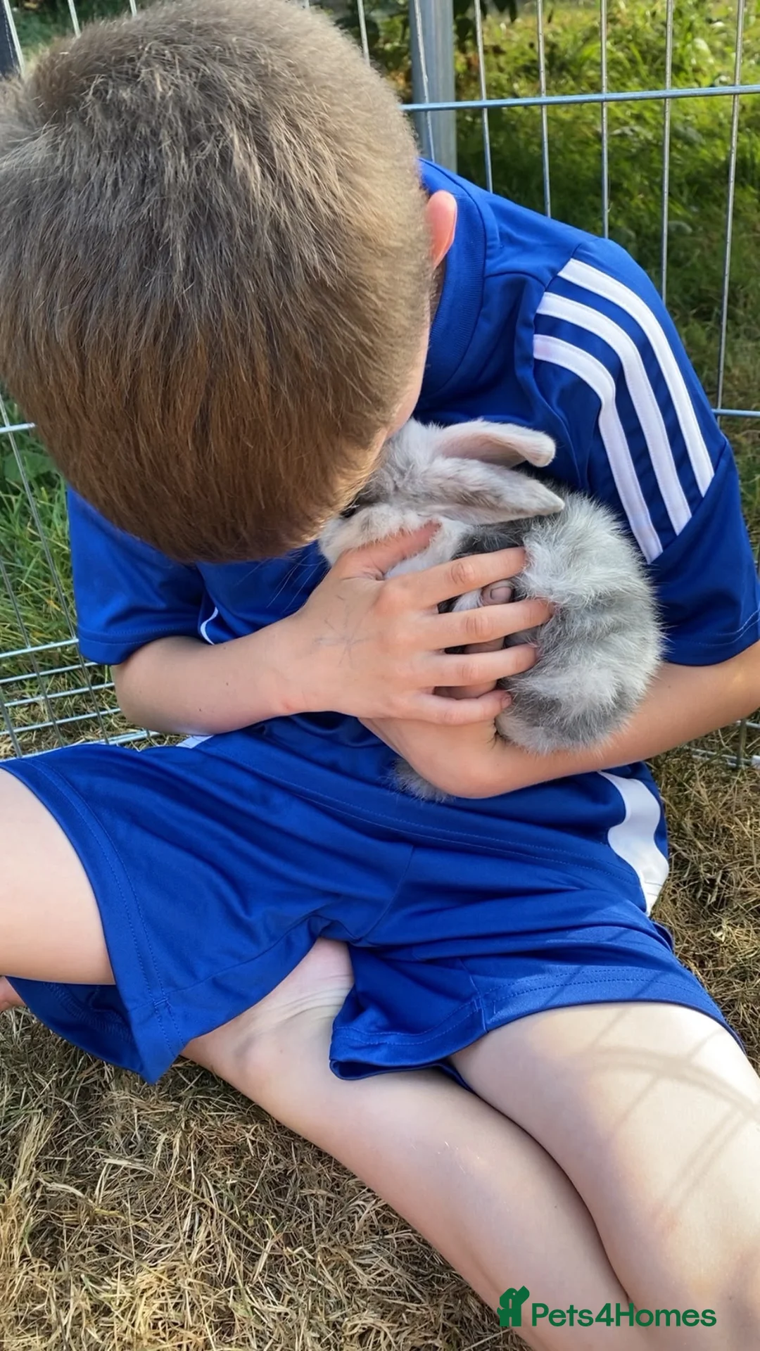 Mixed Breed rabbits for sale: Male baby bunny - Advert 2