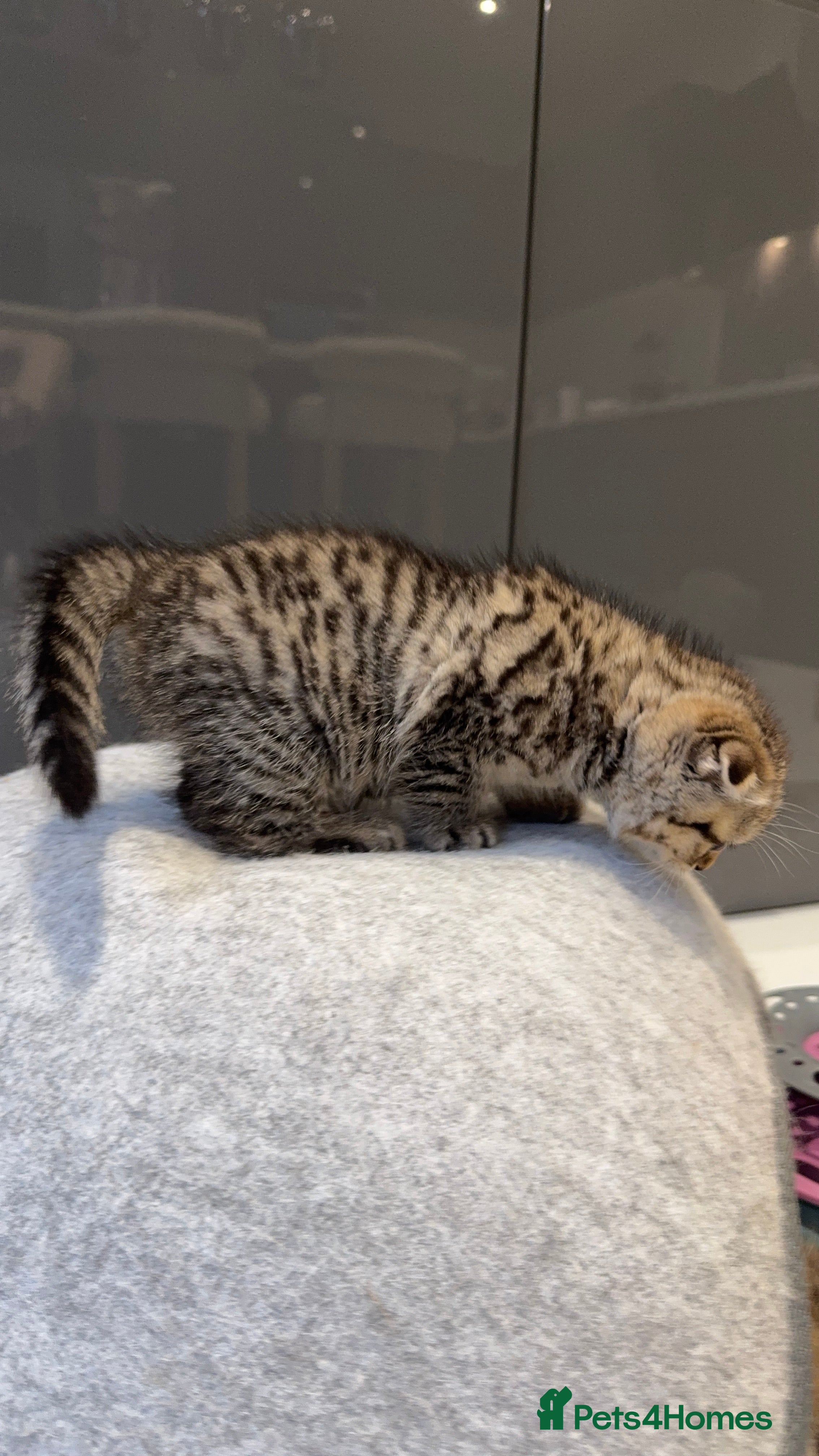 Scottish Fold cats Scottish fold full pedigree  - Advert 2