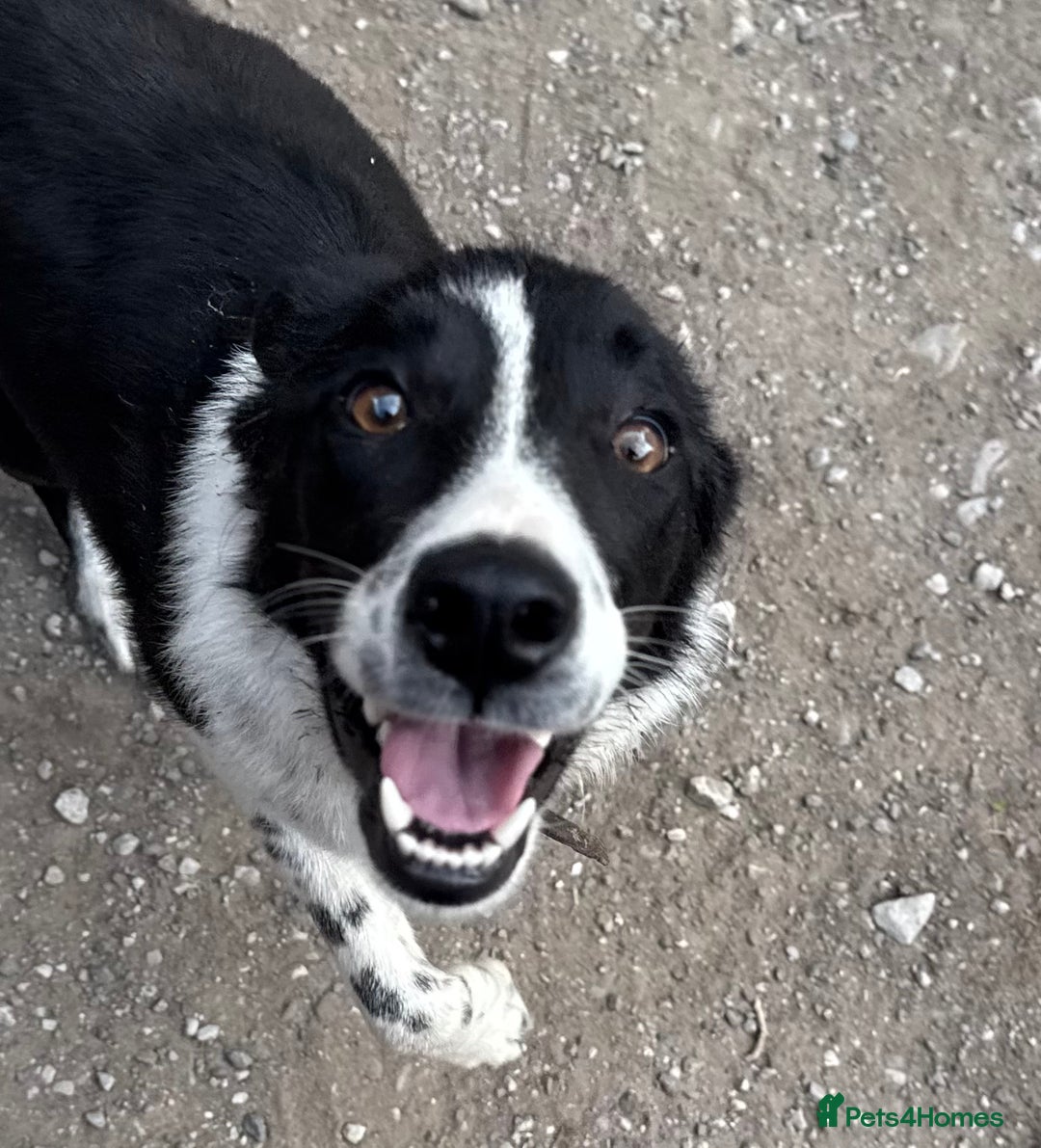 Border Collie dogs for sale: Beautiful ISDS registered 9 months old dog! - Image 2