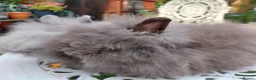 Angora rabbits for sale: PUREBRED TEDDYDWERG BABIES  - Advert 4