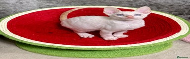 Cornish Rex Kitten 1