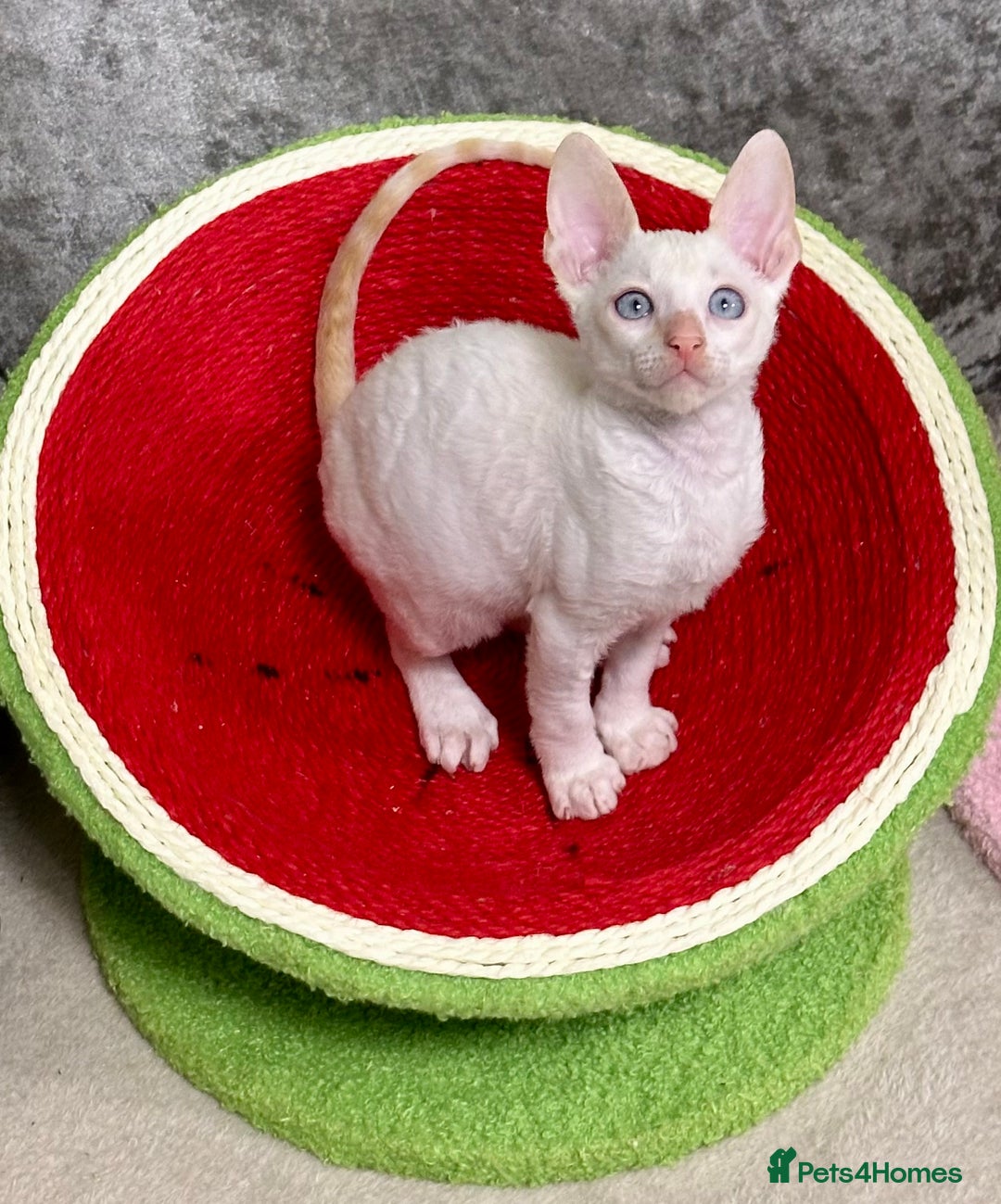 Cornish Rex cats for sale: 🌟Cornish Rex Kittens — Blue Eyes, Champion Line🌟 - Advert 17