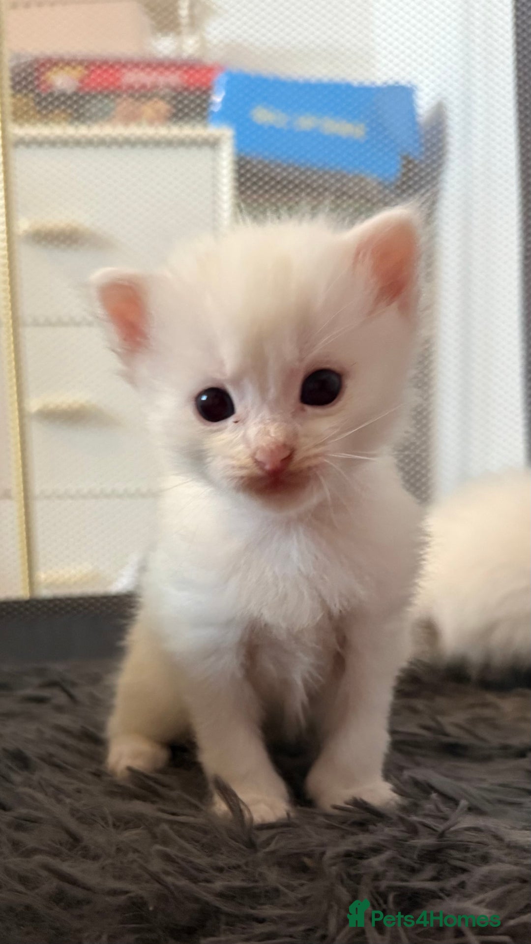 Ragdoll cats for sale: Rag doll and Maine coon cross - Image 14