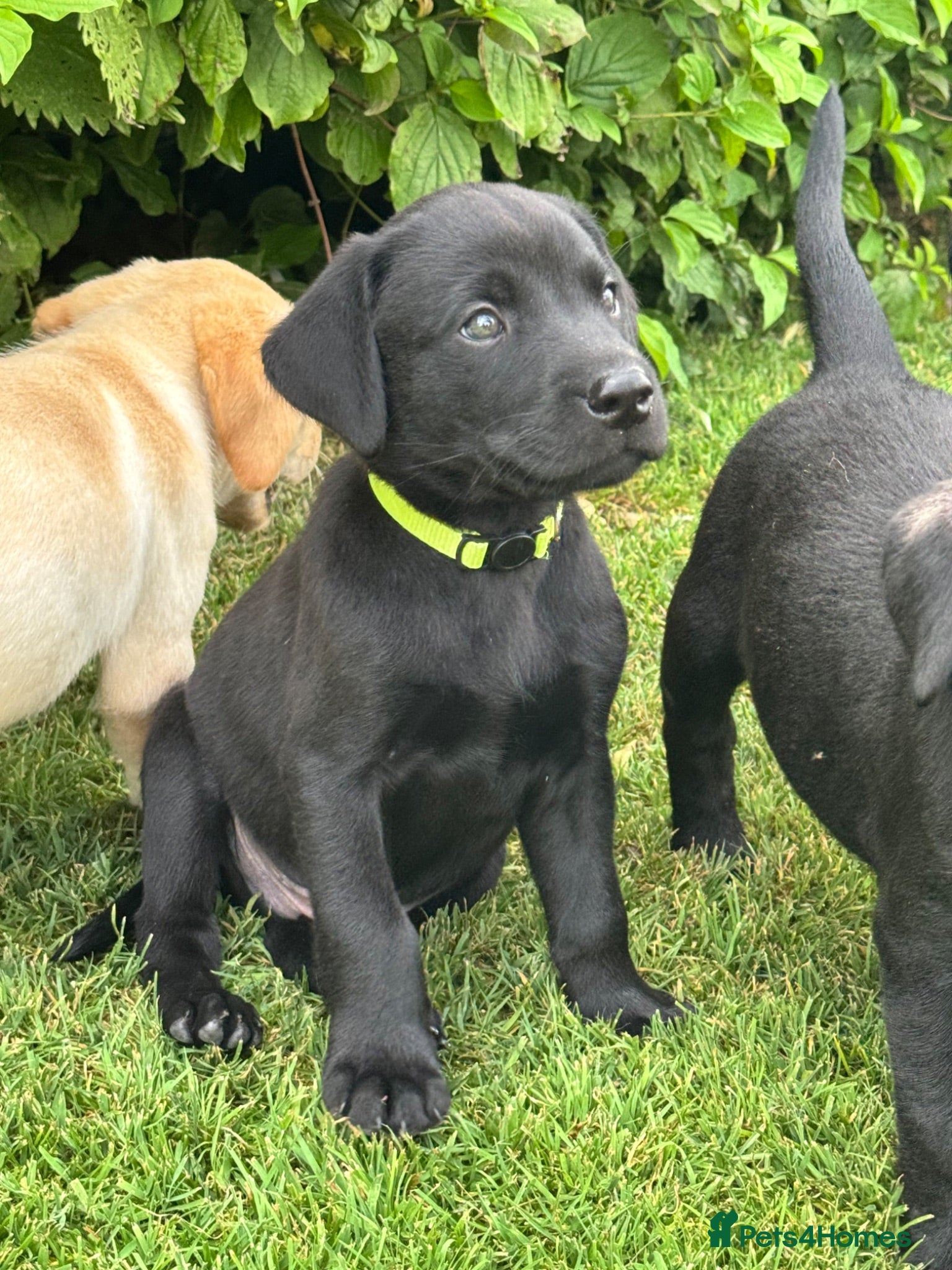 Labrador Retriever dogs Gorgeous Working Labrador Pups - Advert 1