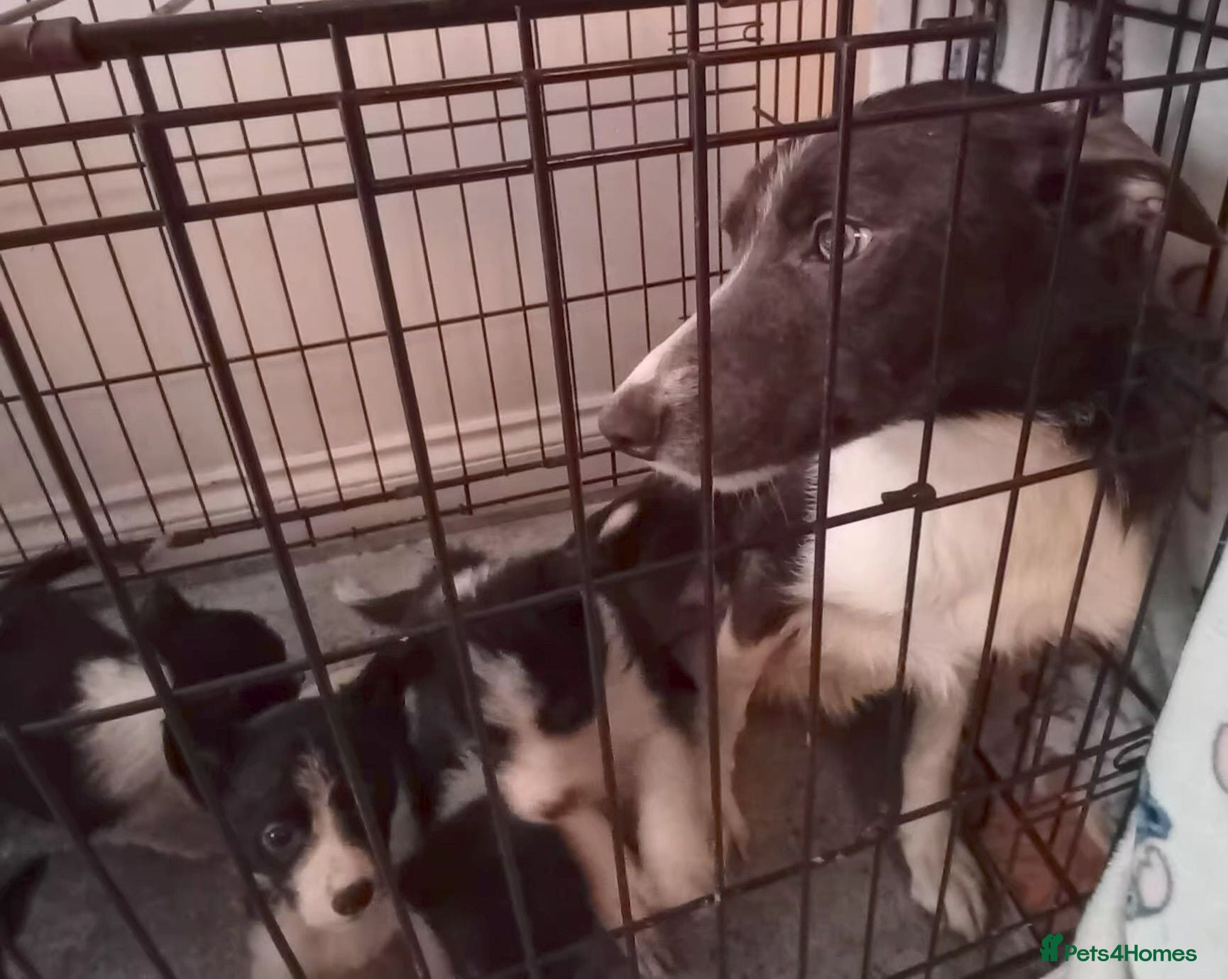 Border Collie dogs Loveable Border collie puppies - Advert 1