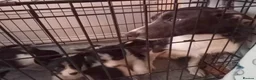 Border Collie dogs for sale: Loveable Border collie puppies - Advert 1