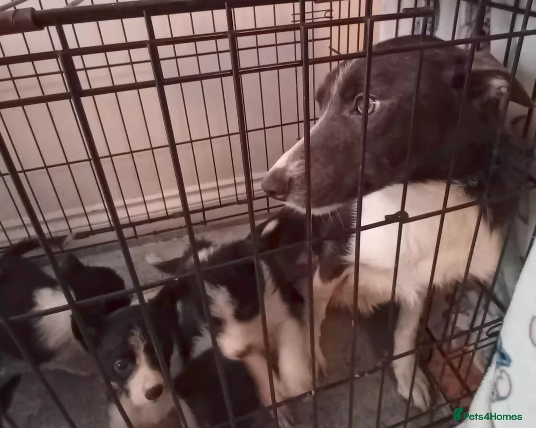 Border Collie dogs for sale: Loveable Border collie puppies - Advert 1