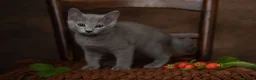 Russian Blue cats for sale: TICA Reg Boutique Russian Blue Kittens  - Advert 7