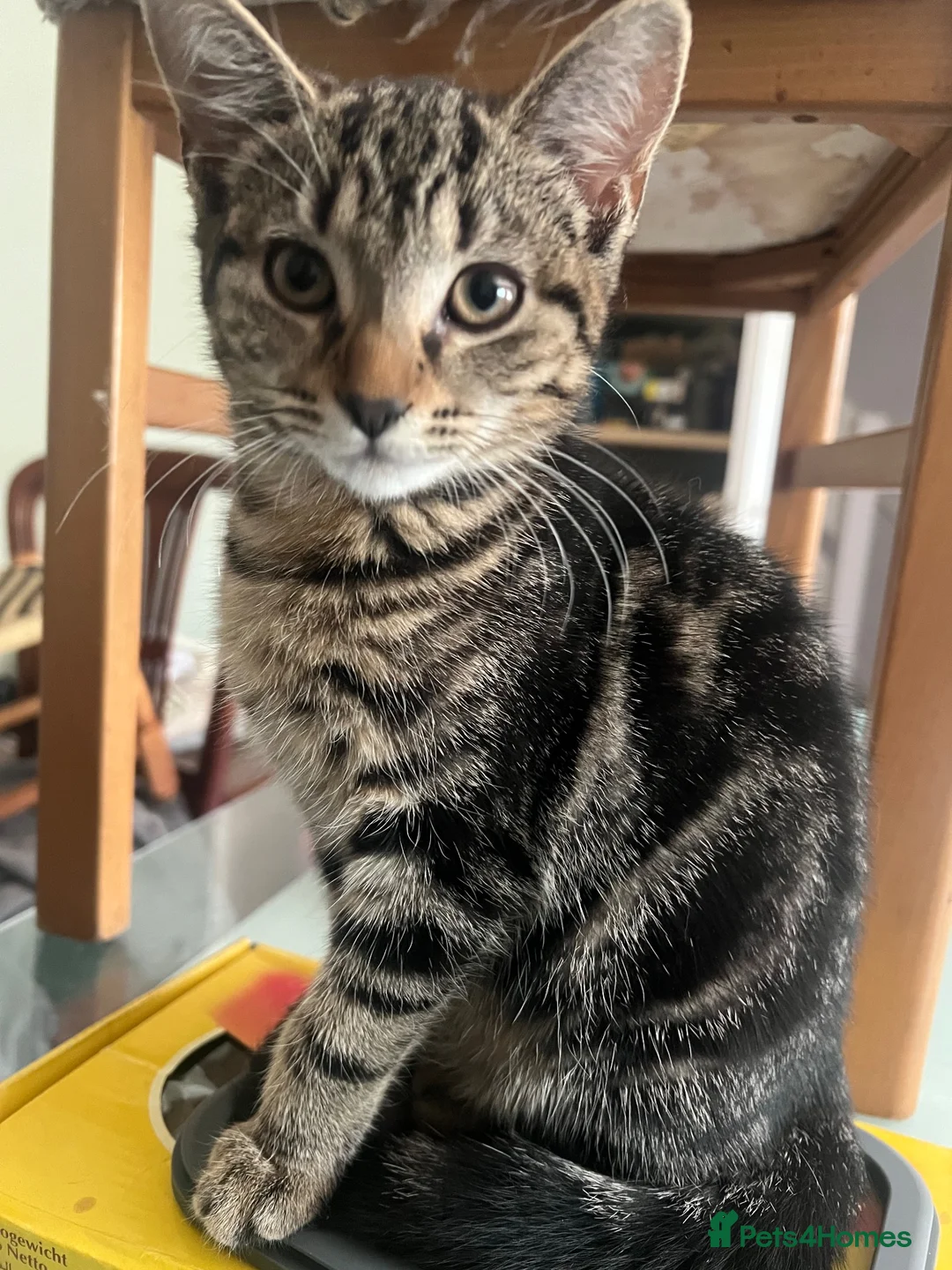 Mixed Breed cats for sale: Free female kitten 4 months old - Advert 4
