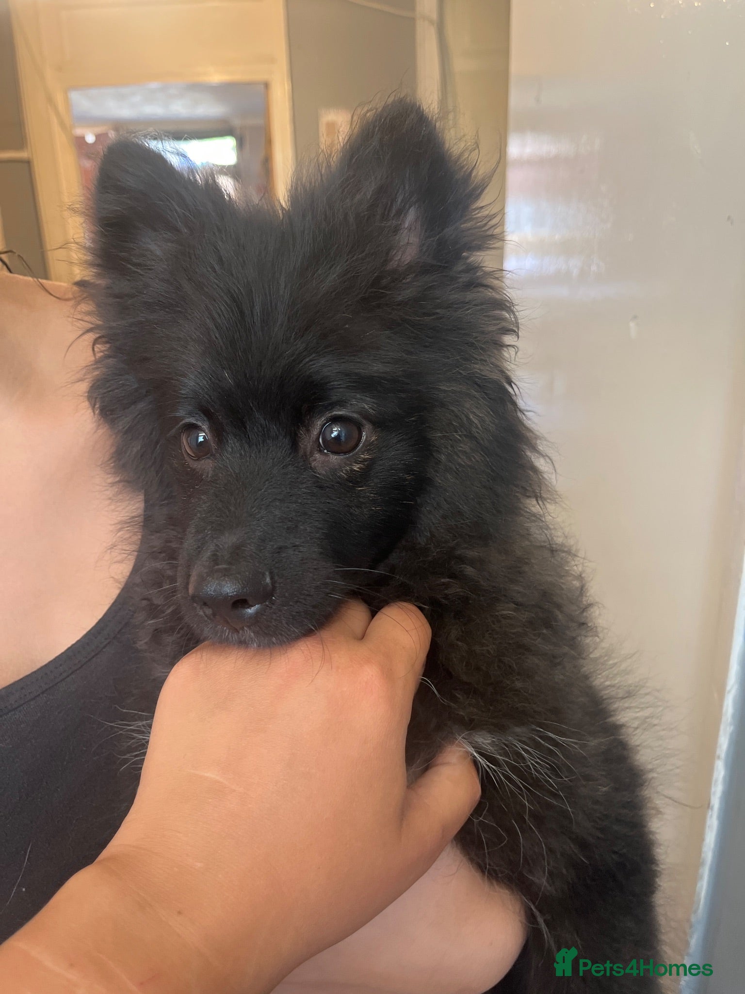 Mixed Breed dogs Black male pomchi - Advert 1