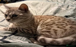 Bengal cats for sale: Bengal cats  - Image 3