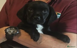 Cockerdor dogs for sale: Superb Quality Cockador Puppies, SHROPSHIRE  - Image 26