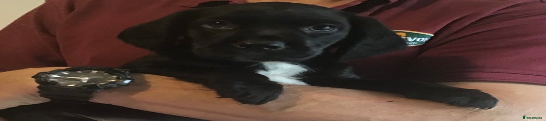 Cockerdor Puppy 3