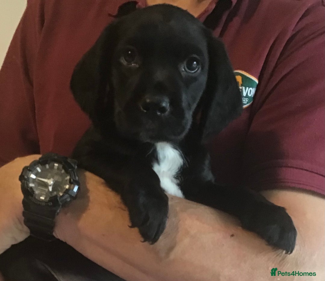 Cockerdor dogs for sale: Superb Quality Cockador Puppies, SHROPSHIRE  - Image 26