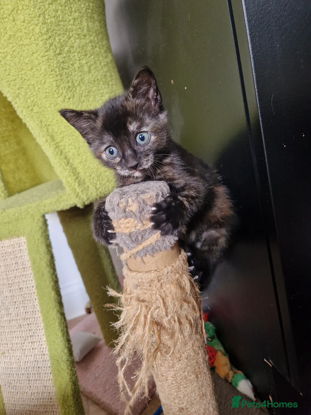 British Shorthair cats for sale: 🐾 British Shorthair Kittens – Ready April 🐾 - Advert 16