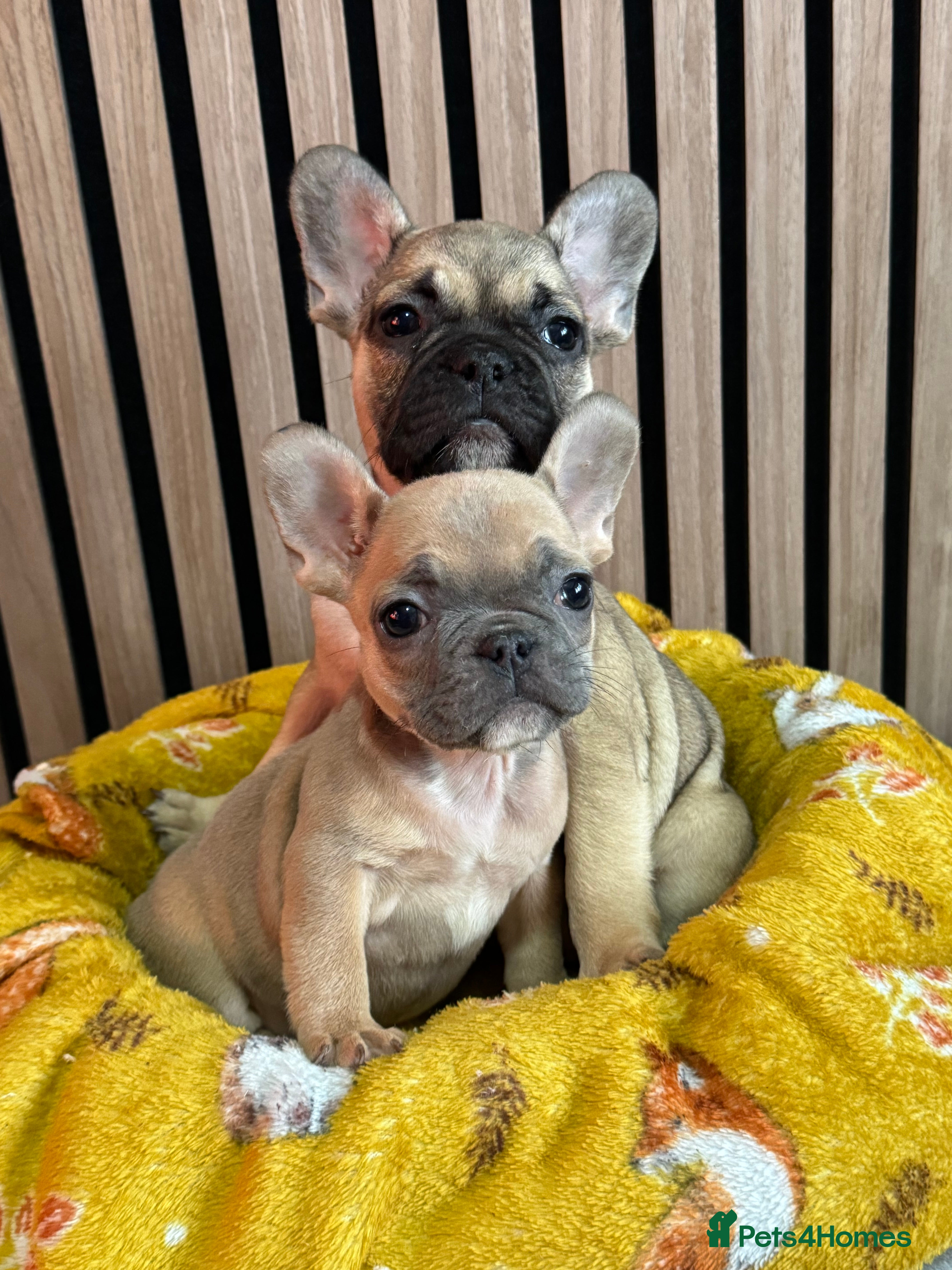 French Bulldog dogs KC REGISTER FRENCH BULLDOGS 🐶 - Advert 3