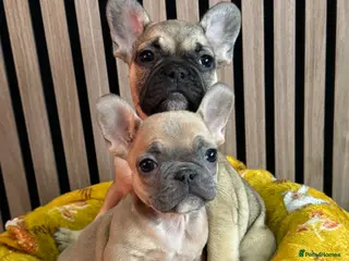 French Bulldog dogs KC REGISTER FRENCH BULLDOGS 🐶 - Advert 3