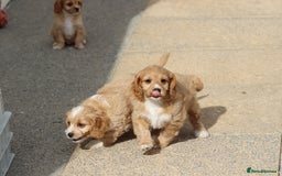 Cavapoo dogs for sale: F1 Cavapoo puppies for sale - Image 37