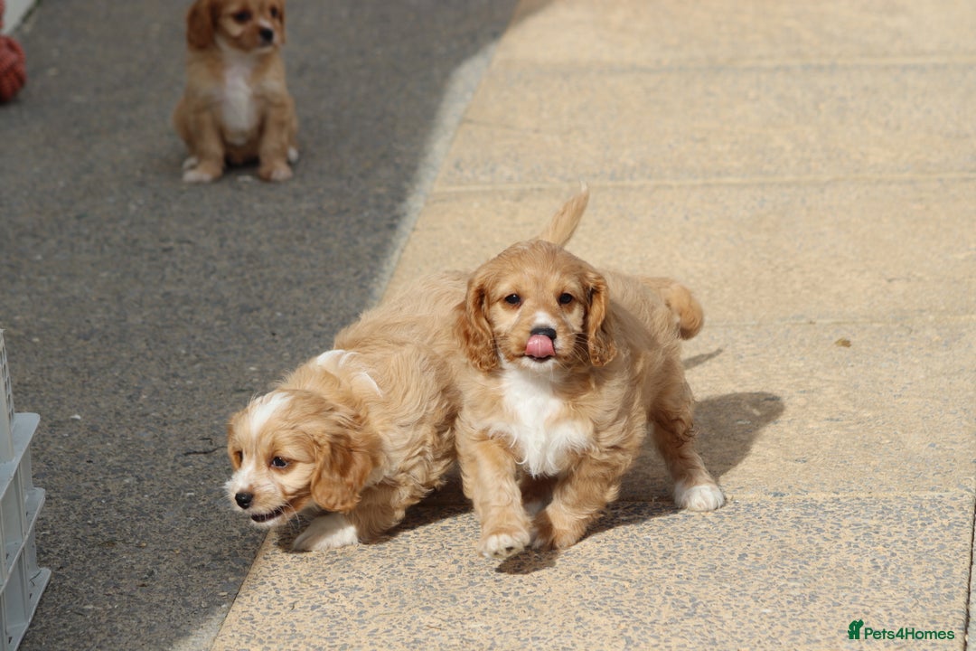 Cavapoo dogs for sale: F1 Cavapoo puppies for sale - Image 37