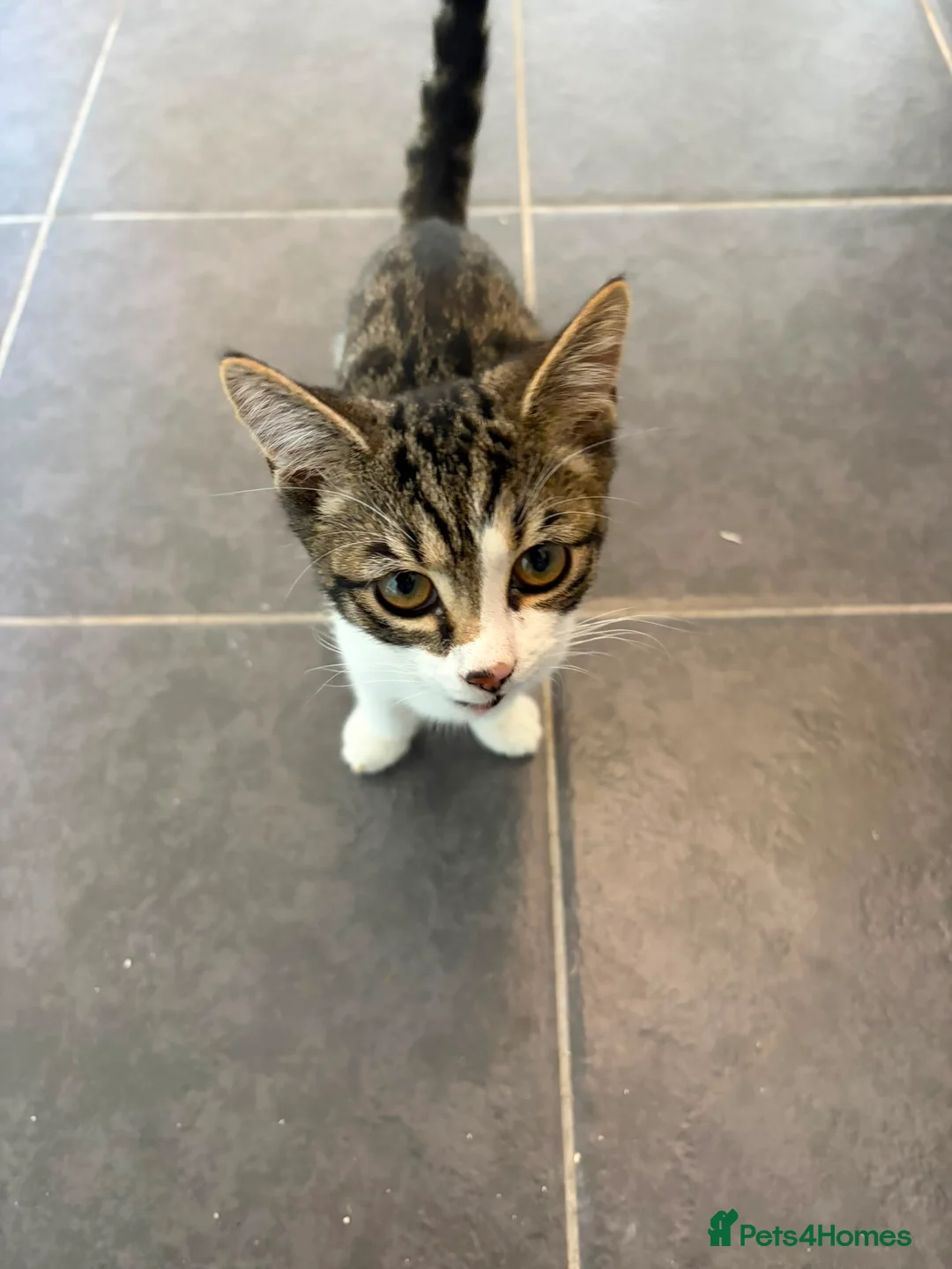Mixed Breed cats for sale: 2 cats for sale  in Sheffield - Advert 2