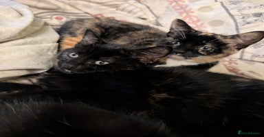 Mixed Breed cats - Advert 8