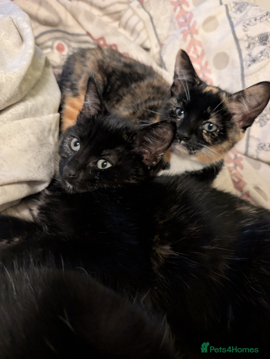 Mixed Breed cats for sale: Lovely little kittens - Image 3