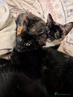 Mixed Breed cats - Advert 8