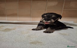Miniature Schnauzer dogs for sale: KC Reg Miniature Schnauzer Puppies  - Image 3
