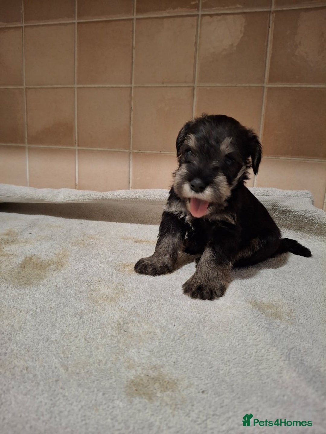 Miniature Schnauzer dogs for sale: KC Reg Miniature Schnauzer Puppies  - Image 3
