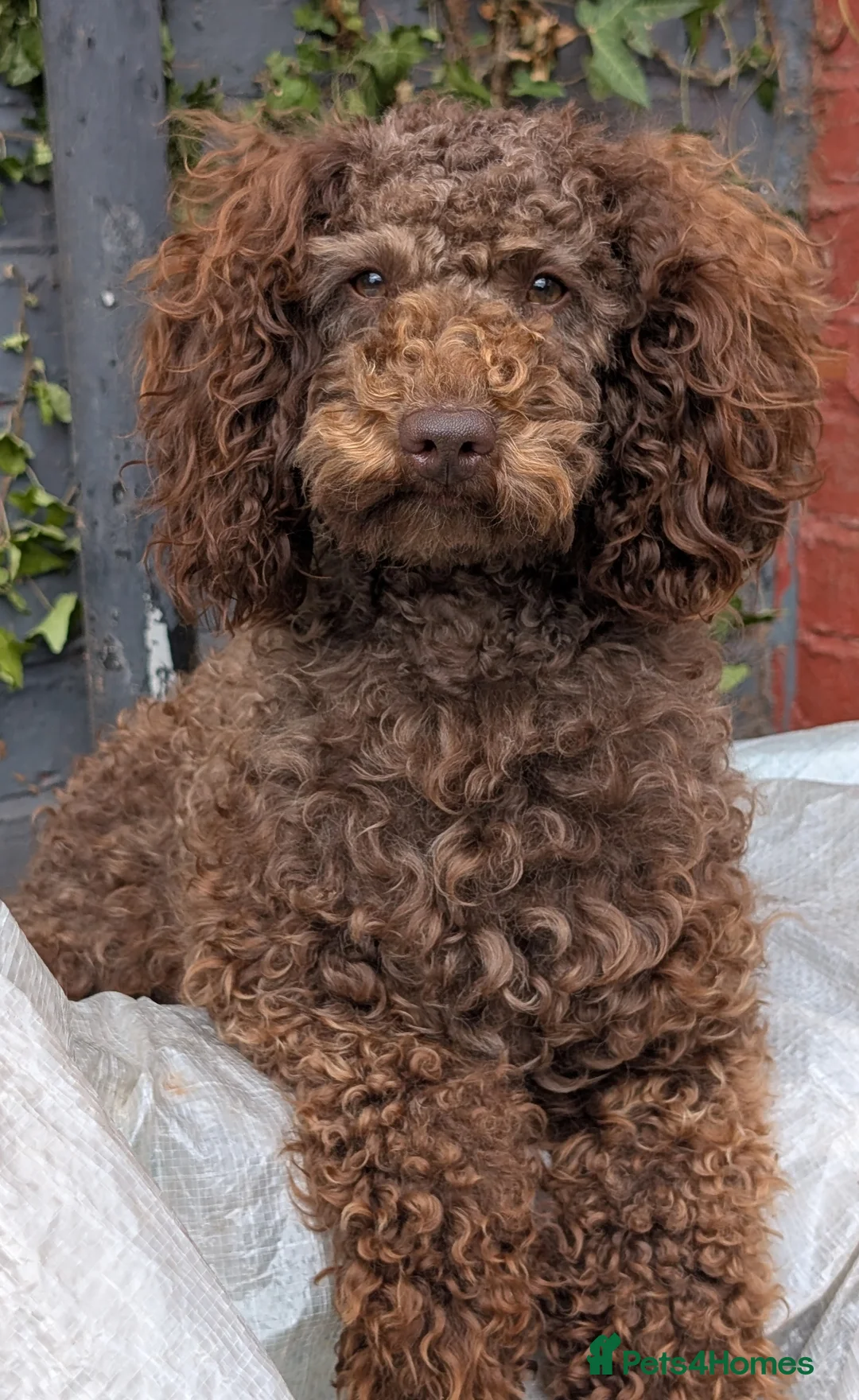 Cockapoo dogs for stud: F2 chocolate cockapoo stud - Advert 1