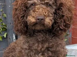 Cockapoo dogs F2b chocolate cockapoo stud - Advert 1