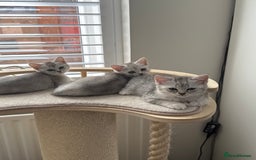 British Shorthair cats for sale: British shorthair x kittens for sale - Image 1