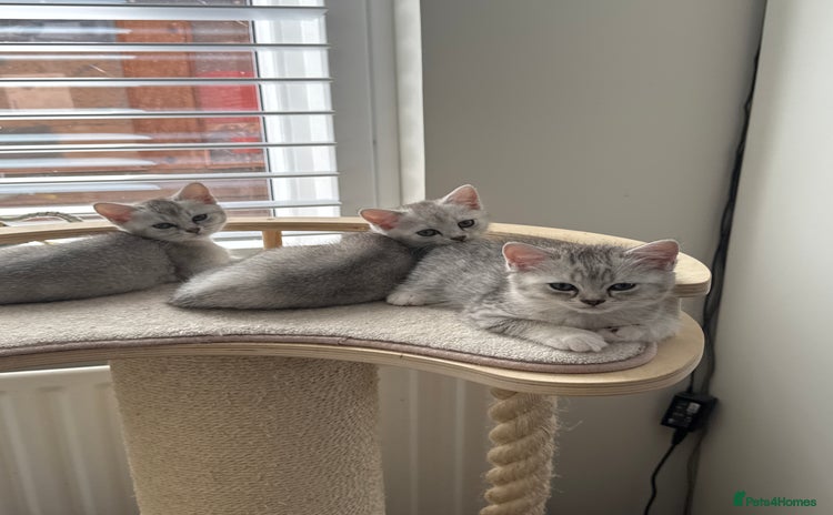 British Shorthair cats - Advert 14