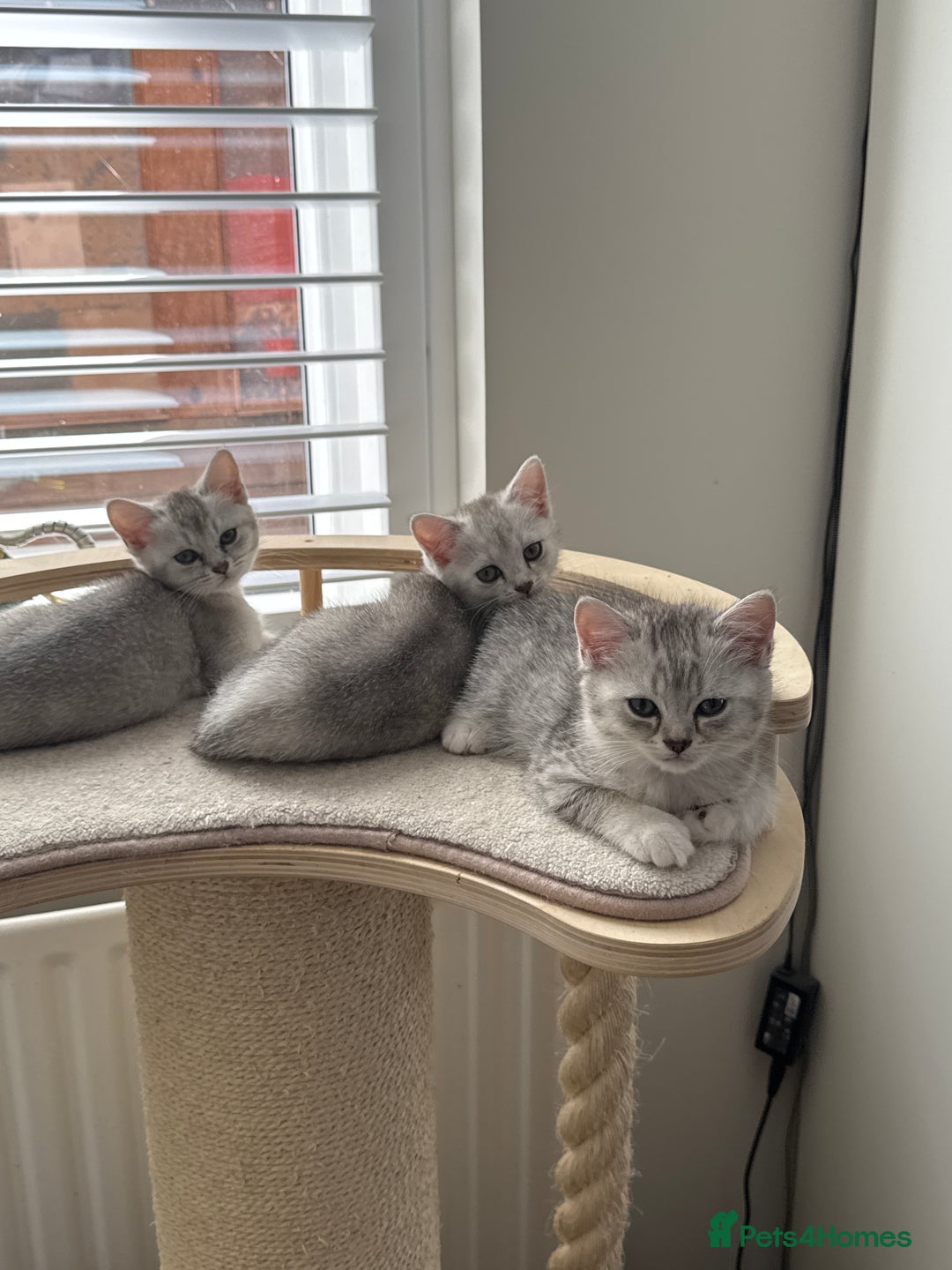 British Shorthair cats for sale: British shorthair x kittens for sale - Image 1