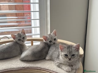 British Shorthair cats - Advert 36