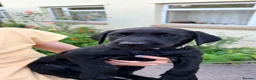 Labrador Retriever dogs for sale: KC Reg Black Labrador Puppies (£1600 Fixed Price) in Lydney - Advert 13