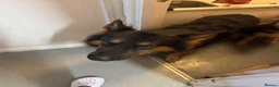German Shepherd dogs for sale: German Shepherd puppy for sale - Advert 7