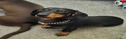 Miniature Dachshund dogs for sale: Little Man - Advert 6
