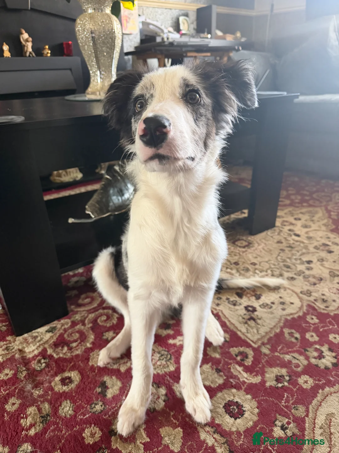 Border Collie dogs for sale: Border collie black Merle rehome  in Liverpool - Advert 1