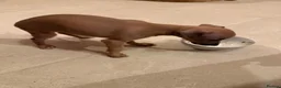 Italian Greyhound dogs for sale: 💙 beautiful blue boy looking for his forever home - Advert 33