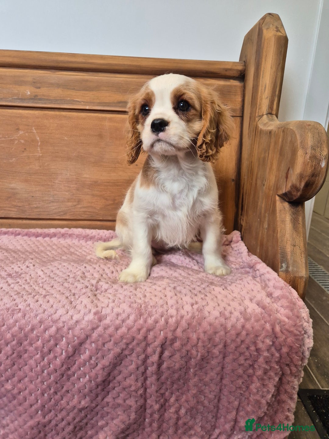 Cavalier King Charles Spaniel dogs for sale: Cavalier King Charles Spaniels - Image 6