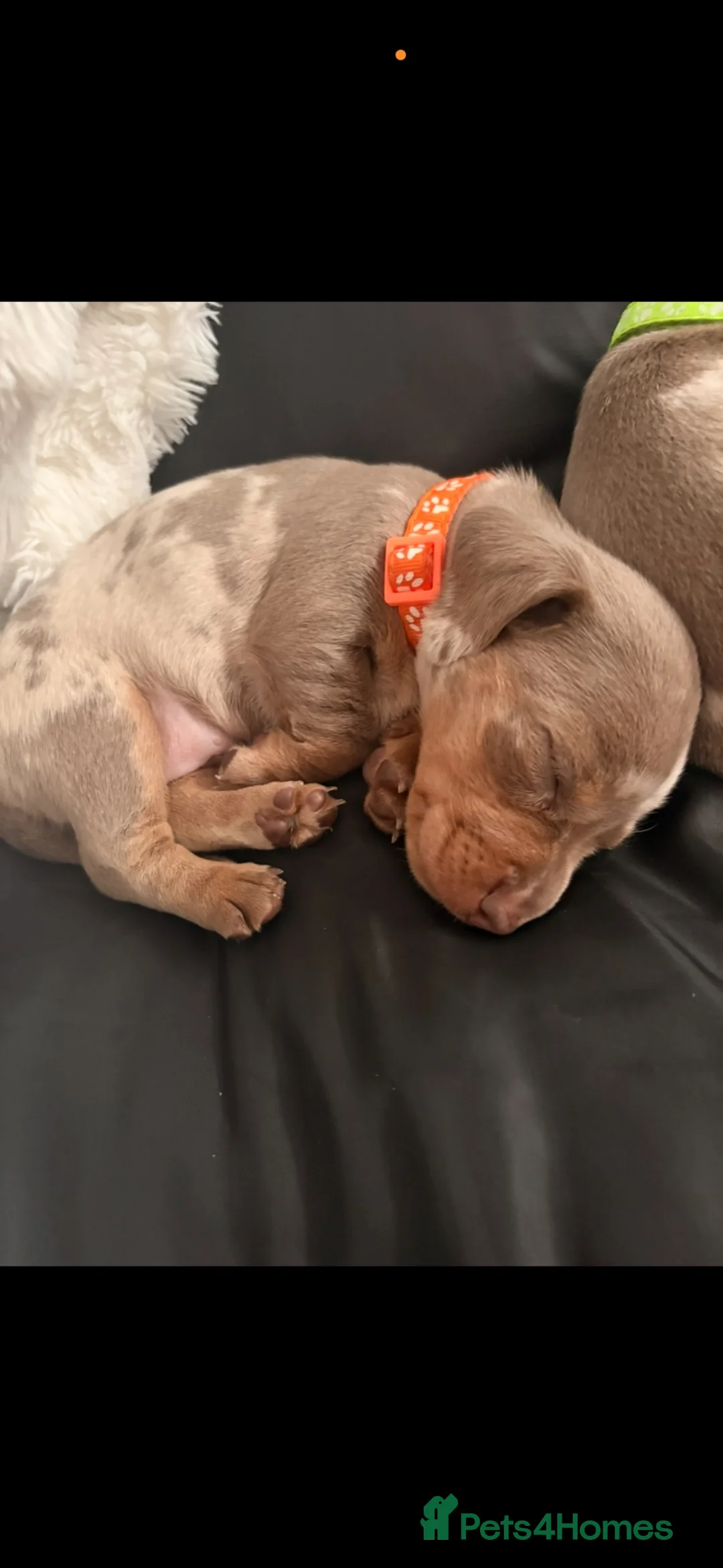 Miniature Dachshund dogs for sale: Miniature Dachshunds KC Reg in Torquay - Advert 2