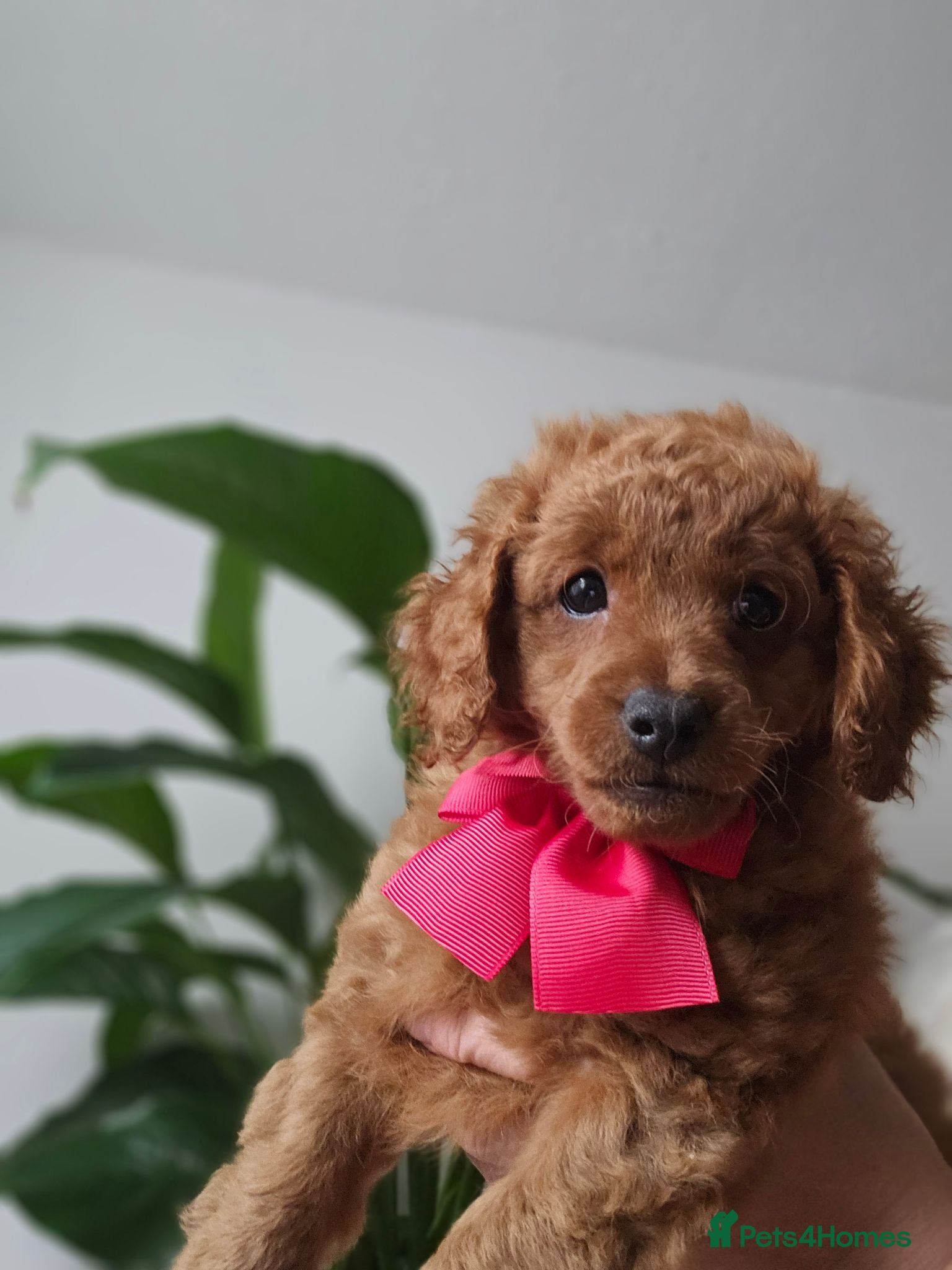 Cavapoo dogs Adorable Cavapoo Puppies Looking for Loving Homes - Advert 1