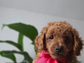 Cavapoo dogs Adorable Cavapoo Puppies Looking for Loving Homes - Advert 1