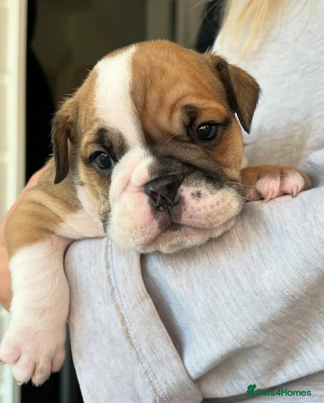 Gallery Image {{count}}