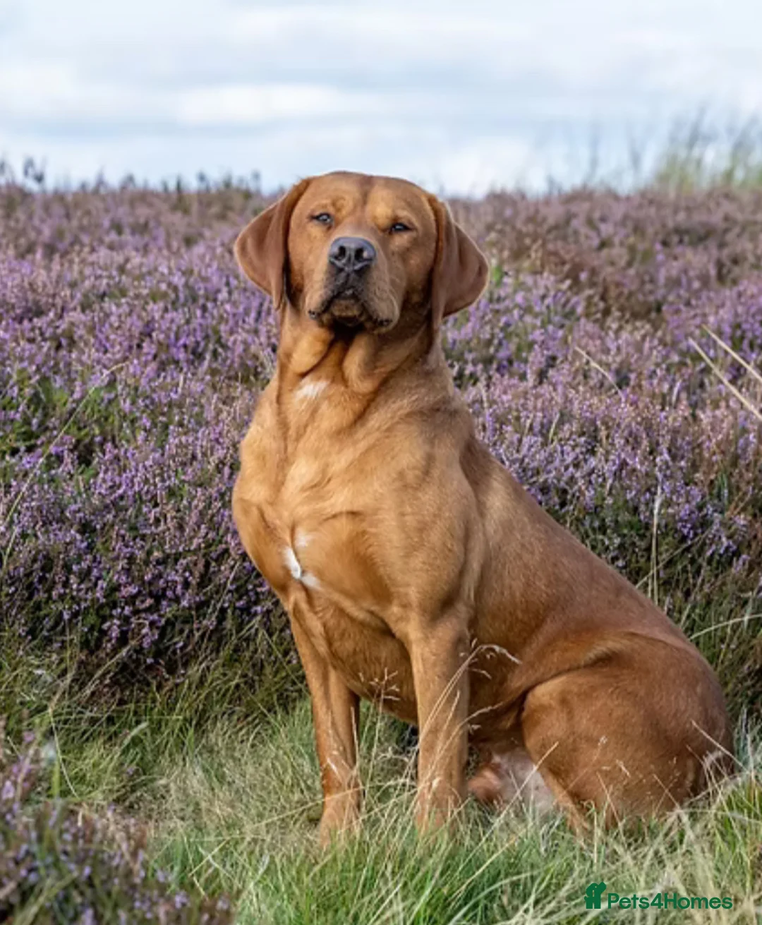 Labrador Retriever dogs for sale: 🌟 5 Star KC Registered FOX RED & YELLOW Labradors - Advert 8