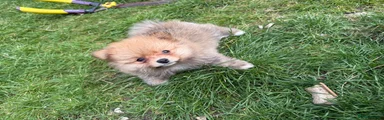 Pomeranian Puppy 1