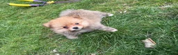 Pomeranian dogs for sale: Beautiful friendly and playful puppys pomeranians - Advert 4