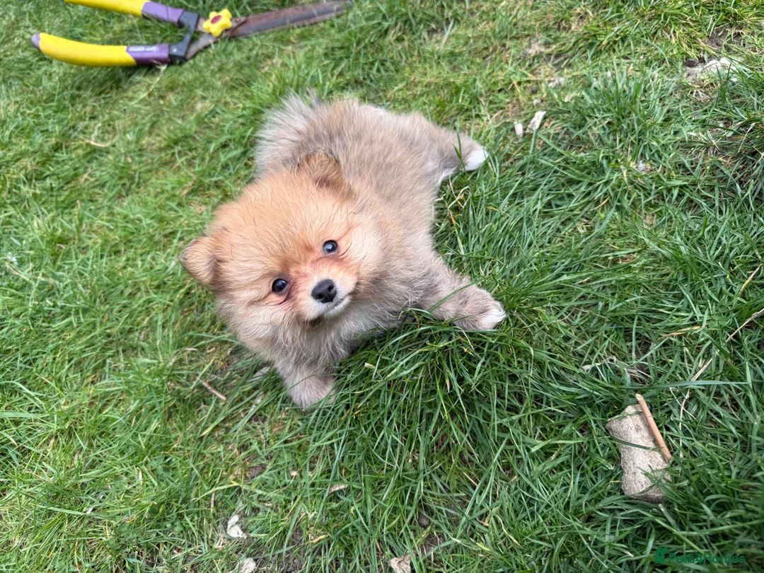 Pomeranian dogs for sale: Beautiful friendly and playful puppys pomeranians - Advert 27