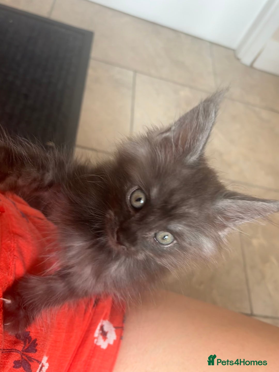 Maine Coon cats for sale: Beautiful Maine coon kittens TICA registered  - Image 7